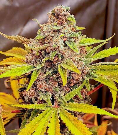 Семена сорта Insane OG Strain