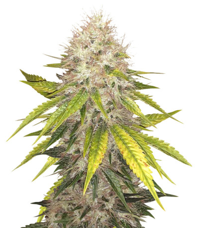 Семена сорта Za-Za OG fem (Herbies Seeds)