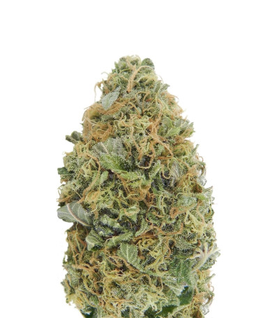Семена сорта Auto Torpedo fem (VIP seeds)