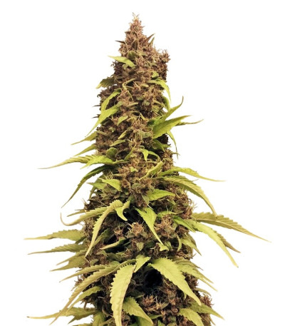 Семена сорта Venus Flytrap fem