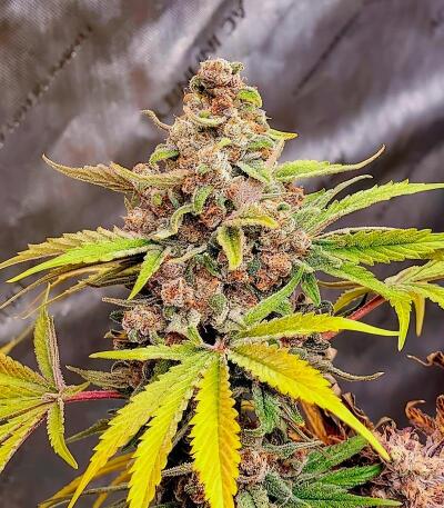 Семена сорта Insane OG Strain