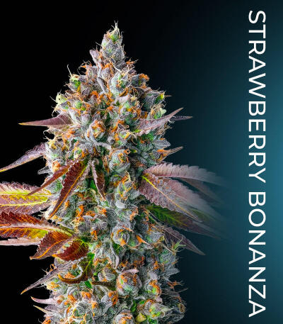 Семена сорта Fruit Riot fem (Compound Genetics)