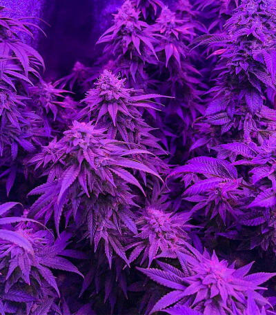 Семена сорта Gummy Skunk Fast Version fem (Easy Grow Seeds)