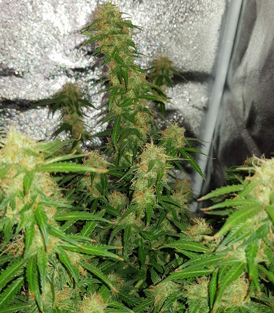 Семена сорта Monster Gelato fem (Monster Genetics)