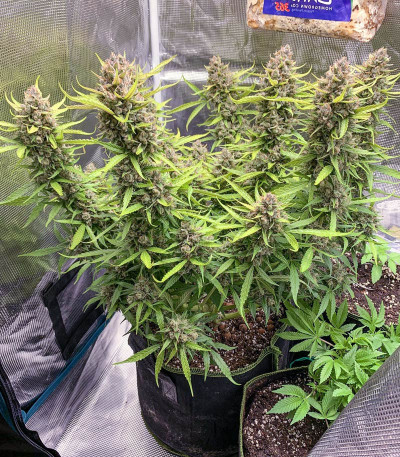 Семена сорта Auto Orange Bud fem (Dutch Passion)