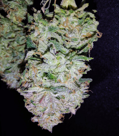 Семена сорта Gelato fem (Семяныч)