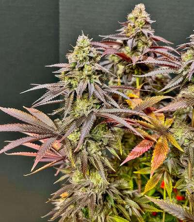 Семена сорта Insane OG Strain