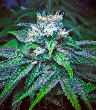 Семена сорта Master Kush fem (Nirvana Seeds)