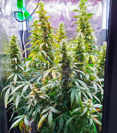 Семена сорта Gorilla Auto fem (Семяныч)