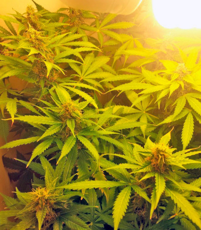 Семена сорта Northern Lights Auto fem (Green House Seeds)