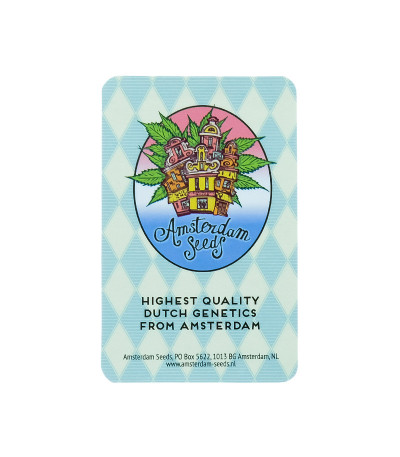 Семена конопли сорта Skunk Amsterdam
