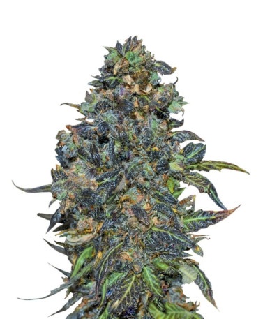 Семена сорта Taison Auto fem (VIP seeds)