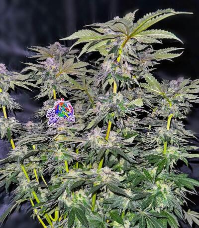 Семена сорта 50 Dragons fem (UKHTA)