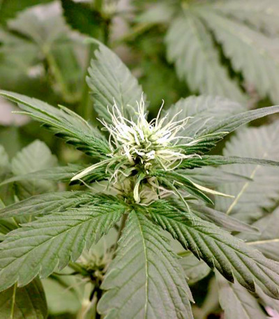 Семена сорта Big Band fem