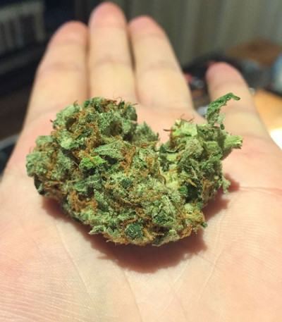 Семена сорта Critical Chronic fem (Sumo Seeds)