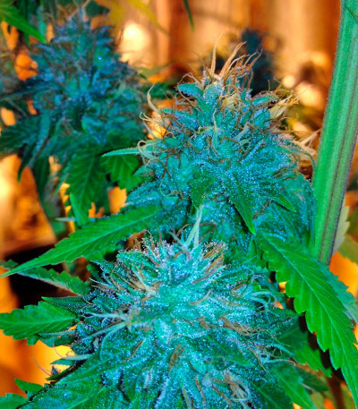 Семена сорта Flowerbomb Kush fem (Strain Hunters)