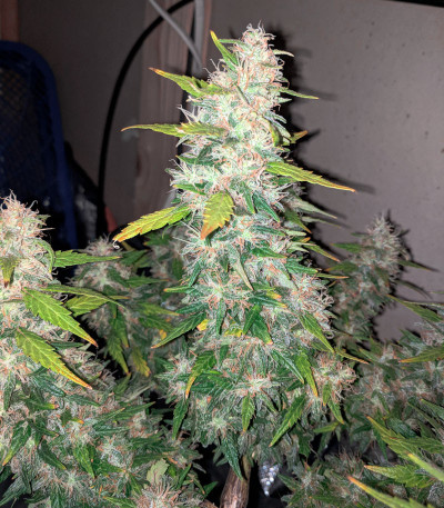 Семена сорта Strawberry Cream fem (Sumo Seeds)