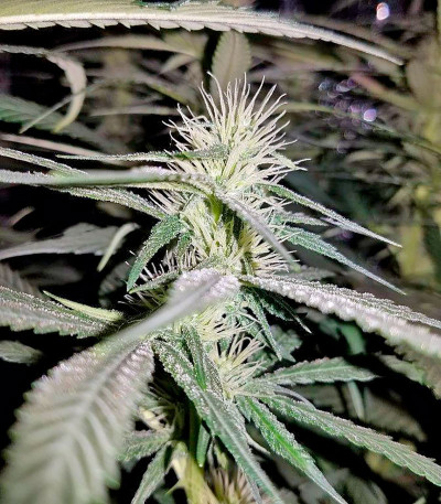 Семена сорта Supreme Kush CBD fem