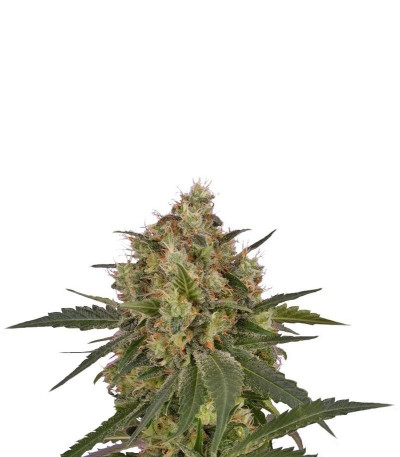 Семена сорта Ice fem (Royal Queen Seeds)