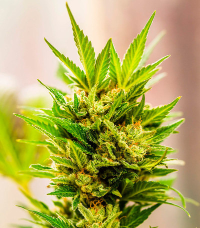 Семена сорта Apple Betty Auto fem (Herbies Seeds)