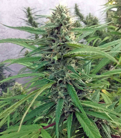 Семена сорта Blue Dream fem (Humboldt Seeds)