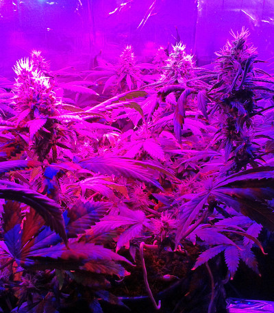 Семена сорта California Dream fem (Mandala Seeds)