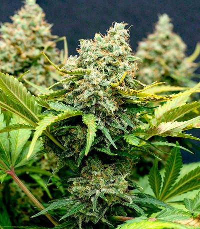 Семена сорта Crime Caramel Auto fem (Семяныч)