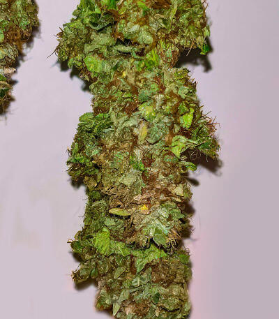 Семена сорта Da Vinci fem (UKHTA)