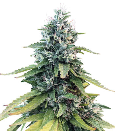 Семена сорта Gorilla fem (Семяныч)