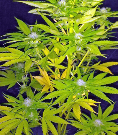 Семена сорта Strawberry Blue fem (World of Seeds)