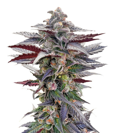 Семена сорта Pink Sunset by Sherbinskis fem от Silent Seeds