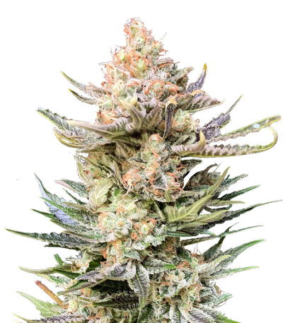Семена сорта Moby Delicious fem (Delicious Seeds)