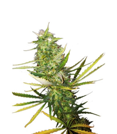 Семена сорта Diamond Girl fem