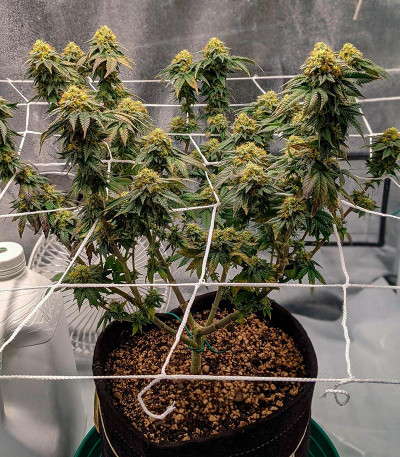 Семена сорта Bubba Cookies Auto fem (Семяныч)