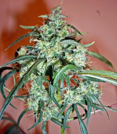 Семена сорта C13 Haze reg