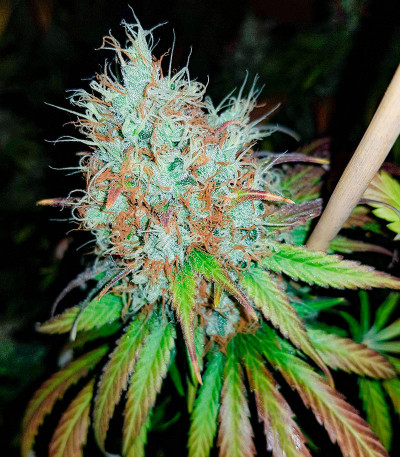 Семена сорта Leisure Zoot Larry fem (Dr. Krippling Seeds)