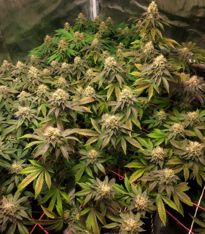 Семена сорта Runtz Punch fem (Herbies Seeds)