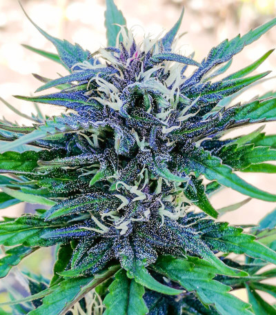 Семена сорта Easy Ryder Auto fem (Семяныч)