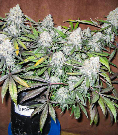 Семена сорта Blackberry Moonrocks fem (AlphaFem Seeds)