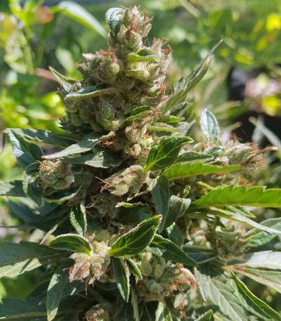 Семена сорта Dos-Vi-Dos Auto fem (Семяныч)