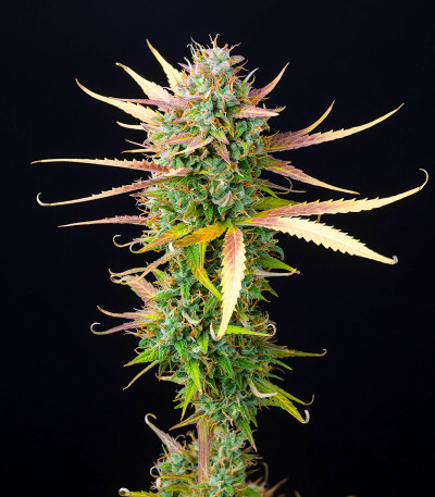 Семена сорта Bubba Cookies Auto fem (Семяныч)