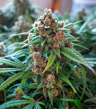 Семена сорта CBD Apple Betty Auto fem (Herbies Seeds)