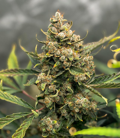 Семена сорта Gorilla Berry Auto fem