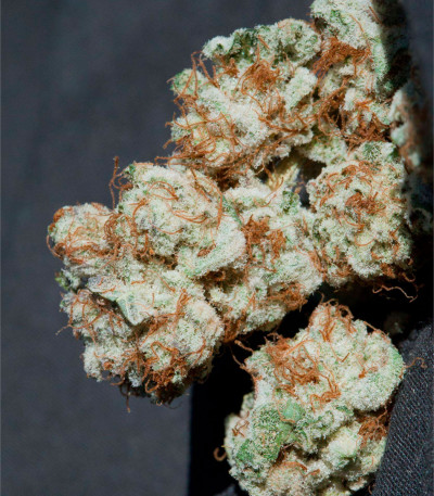 Семена сорта Iceberg fem (Anesia Seeds)