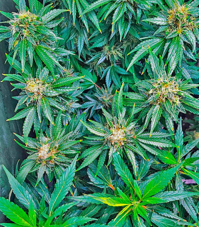 Семена сорта Mimosa Shot fem (Herbies Seeds)