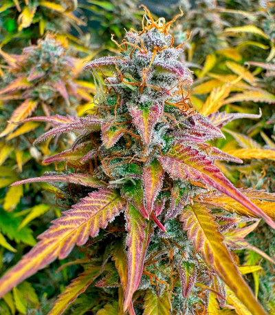 Семена сорта Orange President Auto fem (FastBuds)