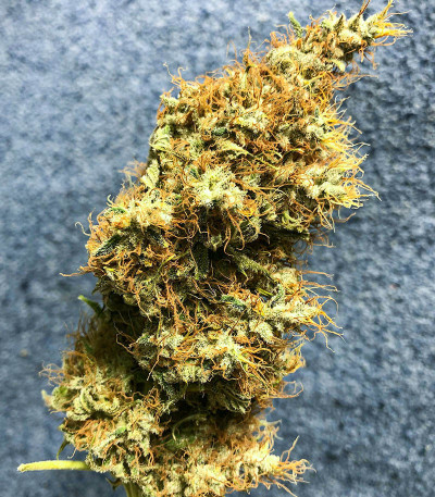 Семена сорта Royal Runtz fem (Royal Queen Seeds)