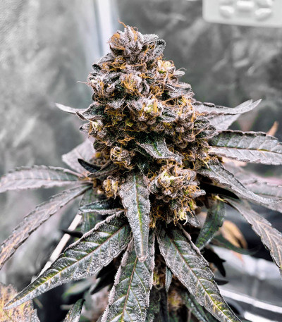 Семена сорта Runtz Muffin (Barney’s Farm)