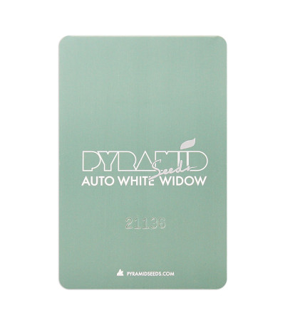 Семена сорта Auto White Widow fem (Pyramid Seeds)