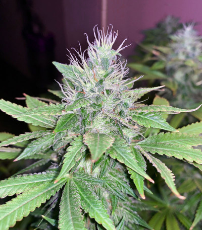 Семена сорта Glookies fem (Barney's Farm)